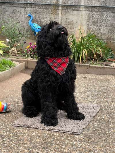 Russischer Terrier-Beitrag-Bild