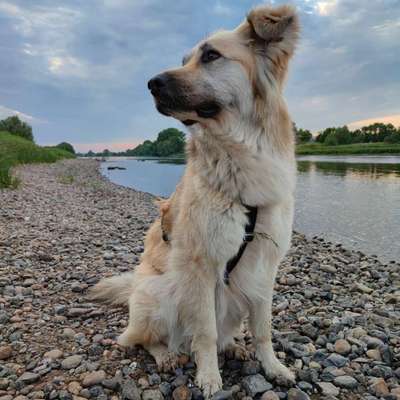 Auslandstierschutz-Beitrag-Bild