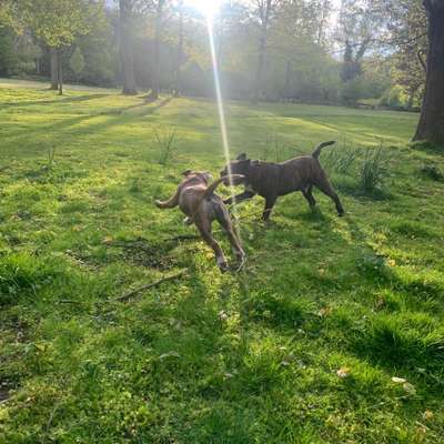 Hundetreffen-Toben/ Gassi Runden in Pulheim und Umgebung-Bild