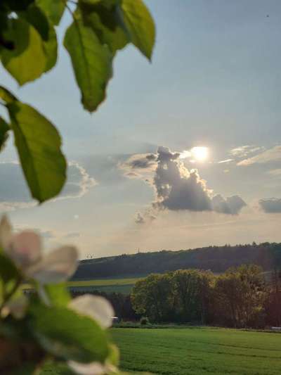 Hundetreffen-Spazieren in der Umgebung Welschbillig :)-Bild