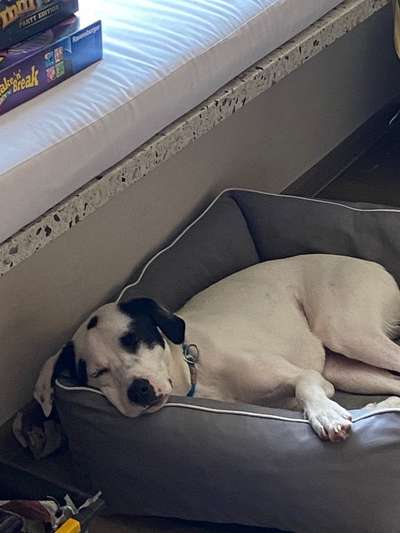 Zeigt mir die lustigsten Schlafpositionen eurer Fellnasen-Beitrag-Bild