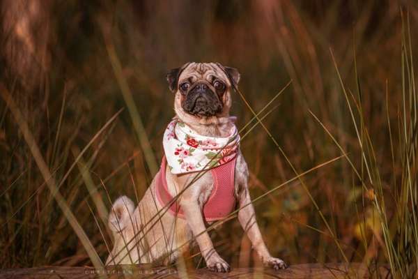 Wie seid ihr zu eurem Welpen gekommen?-Beitrag-Bild