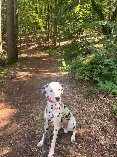 Hundetreffen-Gemeinsamer Spaziergang und Spielen-Bild