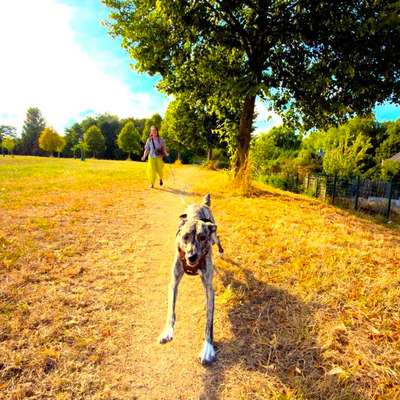 Hundetreffen-Sozialisierung-Bild