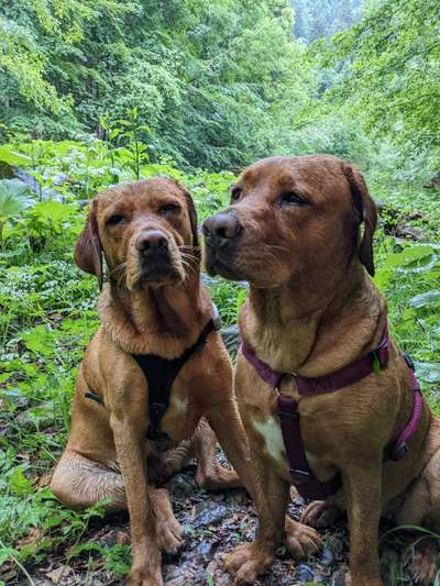 Labradorfans-Beitrag-Bild