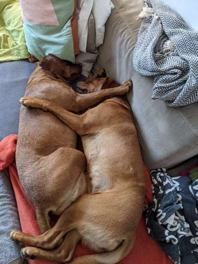 Labradorfans-Beitrag-Bild