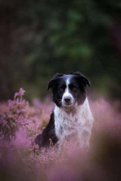 Gibt's hier noch mehr Border Collies???-Beitrag-Bild