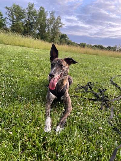 Hundetreffen-Social Walk/Hundebegegnung/Spielen-Bild