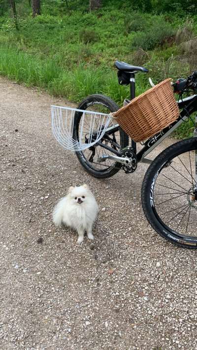 Hundetreffen-Spaziergänge & trainieren-Bild