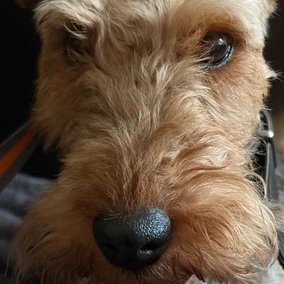 Hundetreffen-Gemeinsame Ausflüge / Gassirundem-Bild