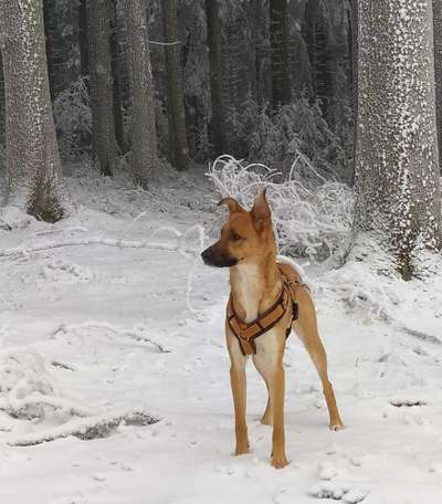 Podengo português (-Mischlinge) Gibt es noch mehr dieser schönen Rasse hier?-Beitrag-Bild