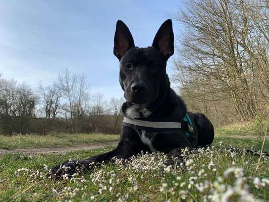 Zeigt mal die schönsten Bilder von euren Hunden !-Beitrag-Bild