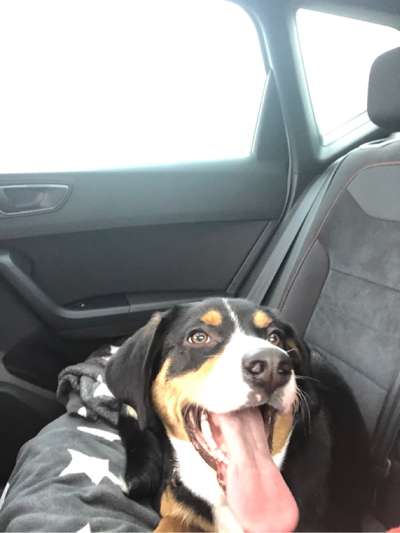 FOTOCHALLENGE 70 - Dein Hund im Auto-Beitrag-Bild