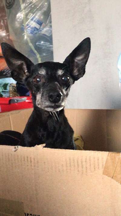 euer ältester Hund ?-Beitrag-Bild