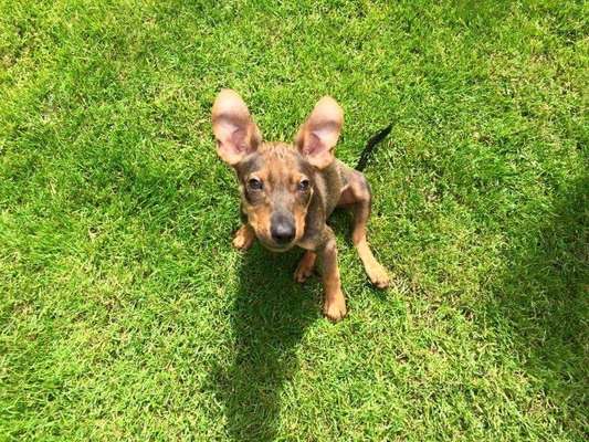 Welpen Bilder !-Beitrag-Bild