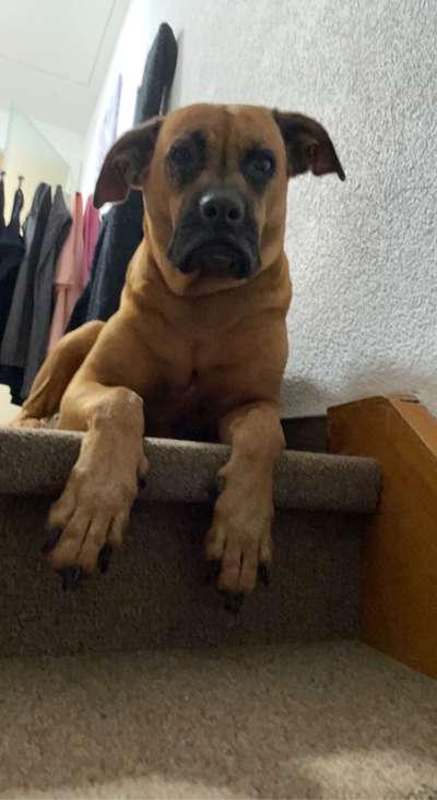 Boxer ???-Beitrag-Bild