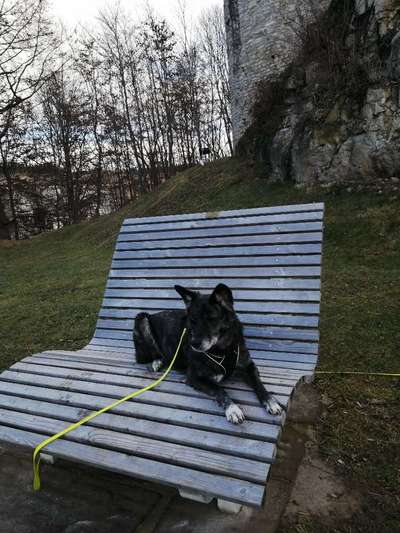 Hundetreffen-Gemeinsame Gassi Runden am Abend-Bild