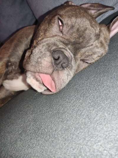 Fotochallenge Nr. 59 - Mein Hund zeigt die Zunge-Beitrag-Bild