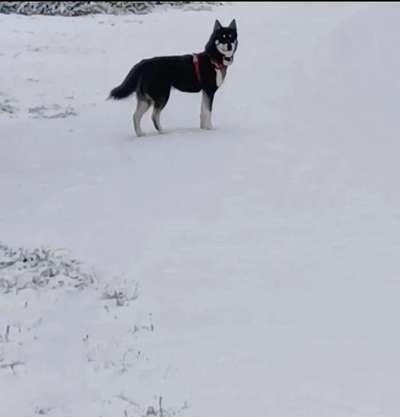 Foto Challenge Nr.: 114
Hunde im Schnee-Beitrag-Bild