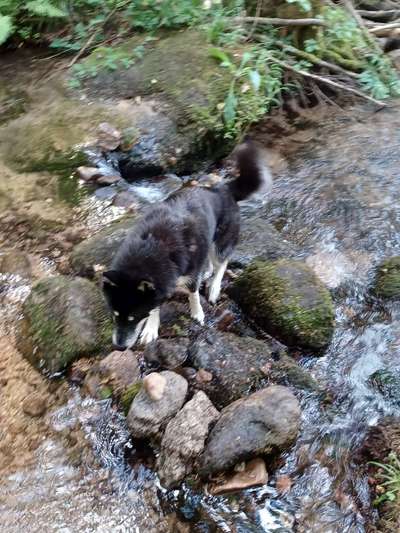 Hundetreffen-Sozialisierung und Spielrunde 🐕-Bild