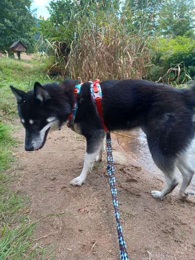 Hundetreffen-Gemeinsamer Spaziergang im Wald 🌲🐕-Bild