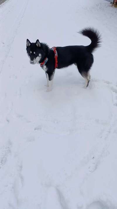 Doppelgänger gesucht !-Beitrag-Bild