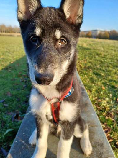 Fotochallange Nr. 57     PORTRÄT.   Beendet!!!!!!!!-Beitrag-Bild