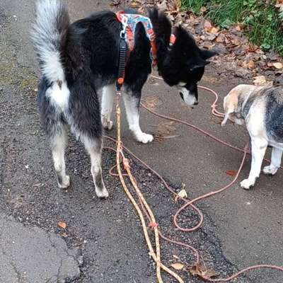 Hundetreffen-Kleine Hunde-Große Hunde Training 😁-Bild