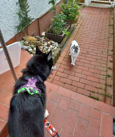 Hundetreffen-Kleine Hunde-Große Hunde Training 😁-Bild