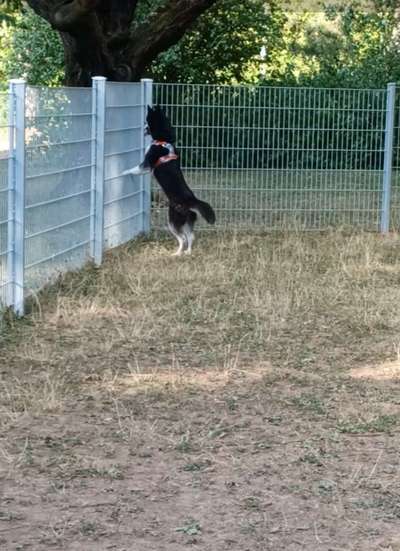 Hundeauslaufgebiet-Eingezäunte Freilauffläche im Kurpark-Bild