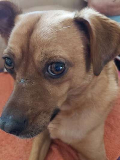 Postet das beste Foto von euren 4 beinern-Beitrag-Bild