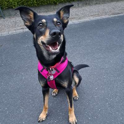 Hundetreffen-Spaziergang-Bild