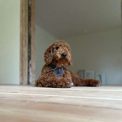 Hundetreffen-Spielrunde mit Energiebündeln-Bild