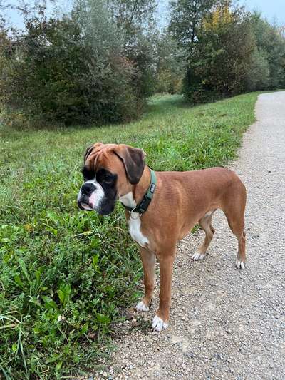 Deutsche Boxer-Beitrag-Bild