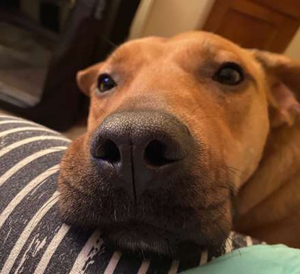 Zeigt mir die tollste Nahaufnahme von eurer Fellnase-Beitrag-Bild