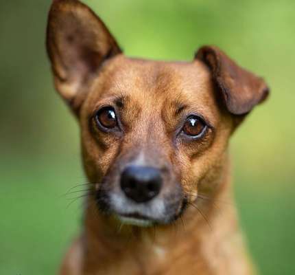 Wie heißt dein Hund?-Beitrag-Bild