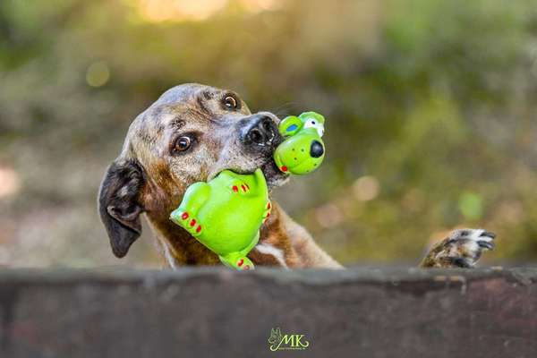 Dogorama Photo Challenge - Der Frühling kommt-Beitrag-Bild