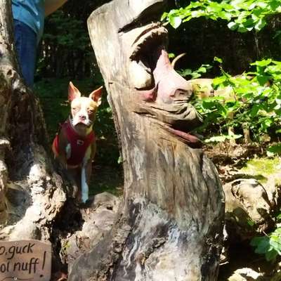 Boston Terrier Liebhaber❤️-Beitrag-Bild