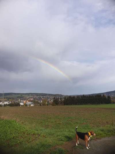 Dogorama Photo Challenge - Gassipause-Beitrag-Bild