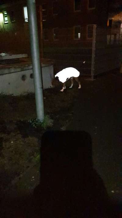 Dogorama Foto Challenge - Dämmerung-Beitrag-Bild