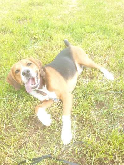 Fotosammlung: ,,Der natürliche Hund" Unbearbeitet, ungestellt und in Natura-Beitrag-Bild