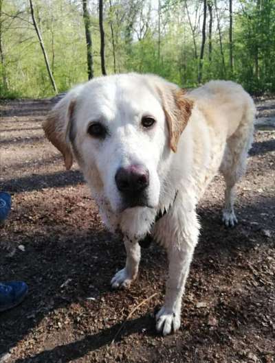 Wie kamst du zu deinem Hund?-Beitrag-Bild