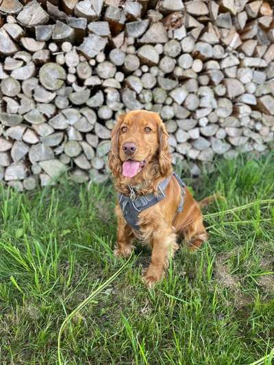 Cocker Spaniel-Beitrag-Bild