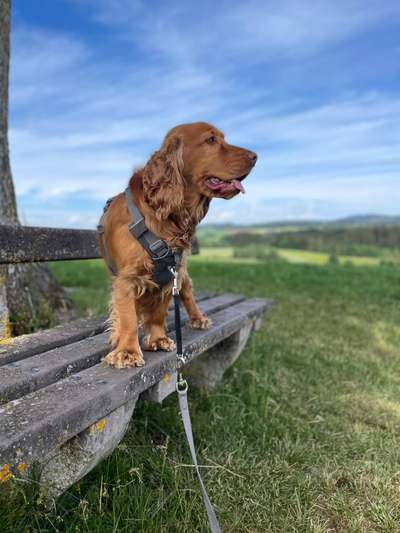 Dogorama Photo Challenge - schönster Gassiausblick-Beitrag-Bild