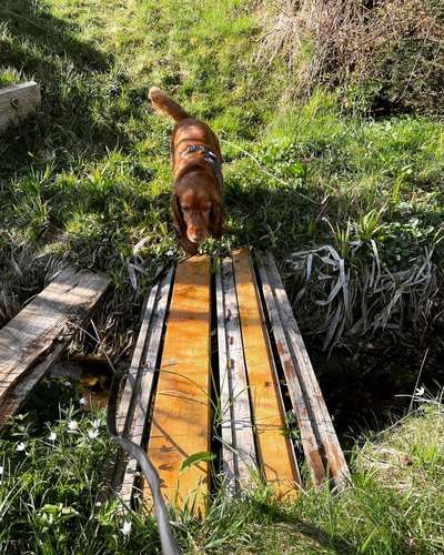 Dogorama Photo Challenge - Brücken-Beitrag-Bild