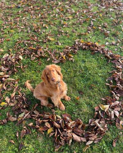 Dogorama Foto Challenge - Bestes gestelltes Bild-Beitrag-Bild