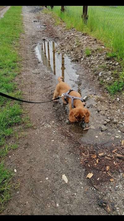 Dogorama Photo Challenge - Pfützen & Spiegelungen-Beitrag-Bild