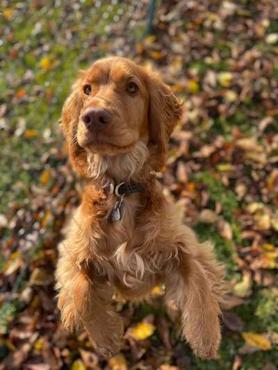 Dogorama Photo Challenge - Einmal lächeln bitte-Beitrag-Bild