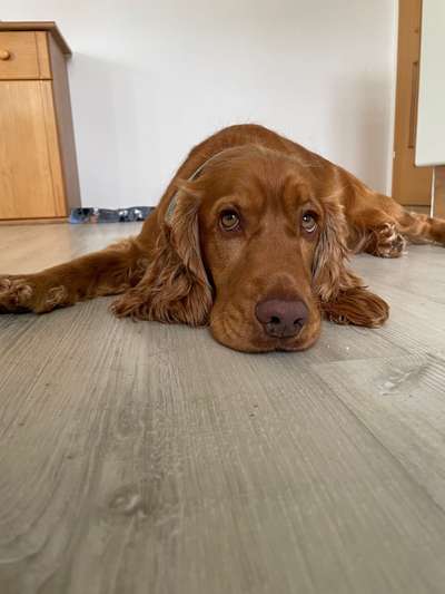 Dackelblick-Beitrag-Bild