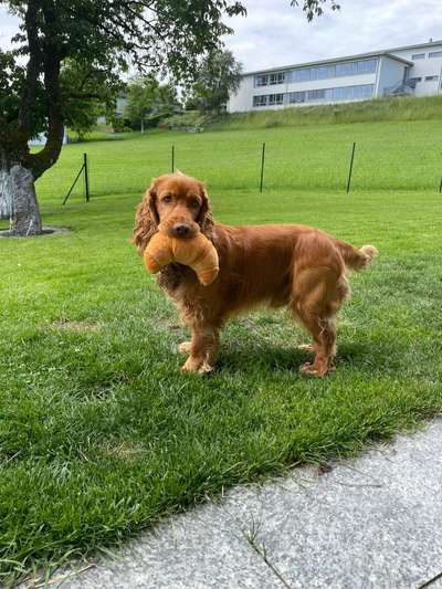 Dogorama Photo Challenge - Apportieren-Beitrag-Bild